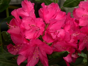 Rhododendron America